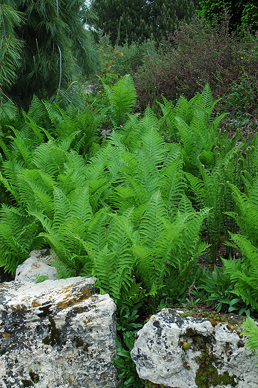 Ostrich Fern (Matteuccia struthiopteris) at Ray Wiegand's Nursery