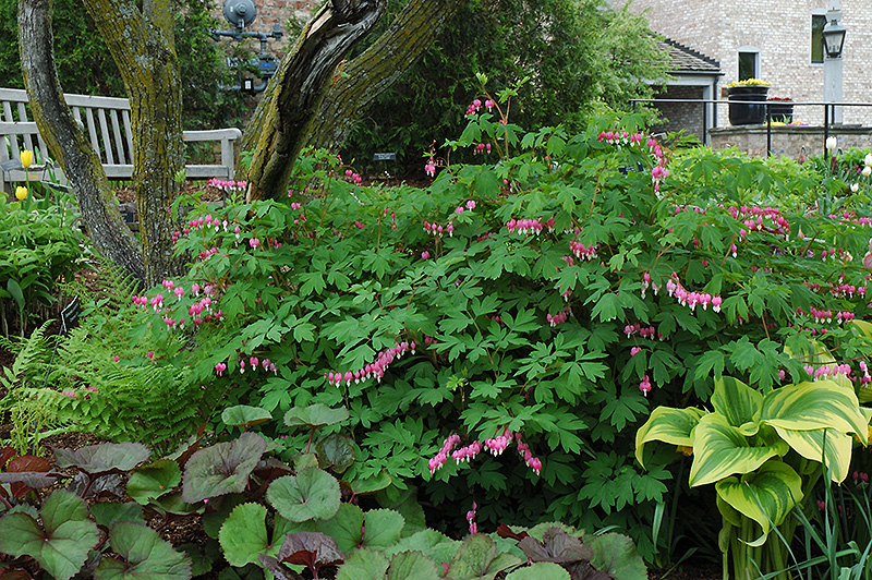 Common Bleeding Heart (Dicentra spectabilis) at Ray Wiegand's Nursery