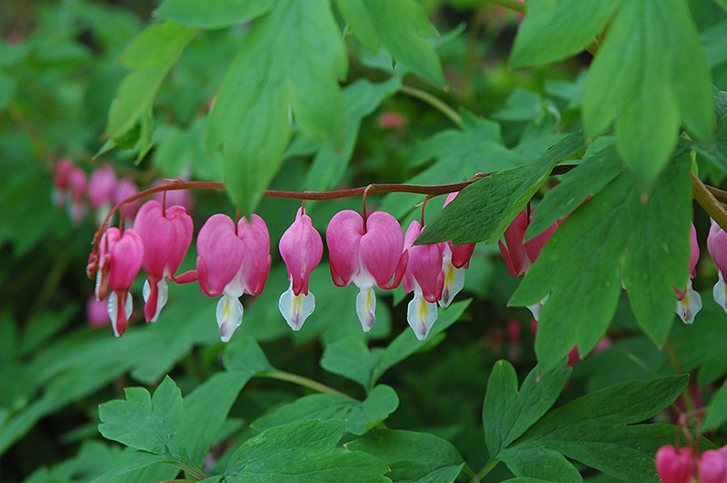 Common Bleeding Heart (Dicentra spectabilis) at Ray Wiegand's Nursery