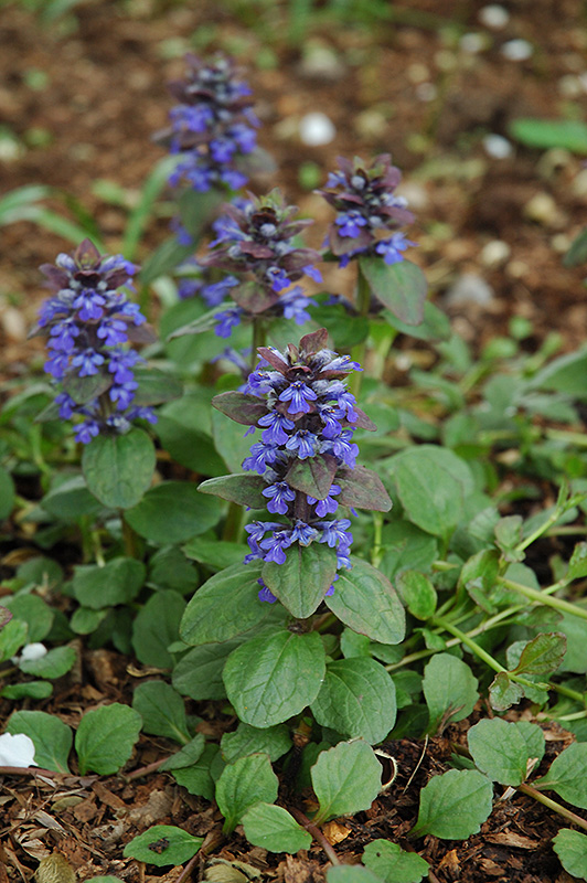 Caitlin's Giant Bugleweed (Ajuga reptans 'Caitlin's Giant') at Ray Wiegand's Nursery