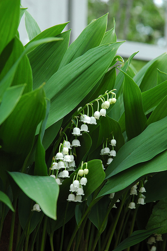 Lily-Of-The-Valley (Convallaria majalis) at Ray Wiegand's Nursery