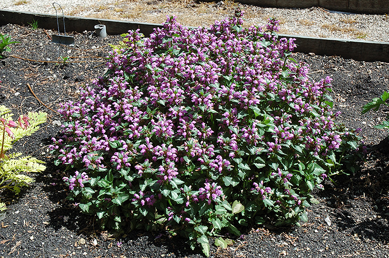 Beacon Silver Spotted Dead Nettle (Lamium maculatum 'Beacon Silver') at Ray Wiegand's Nursery