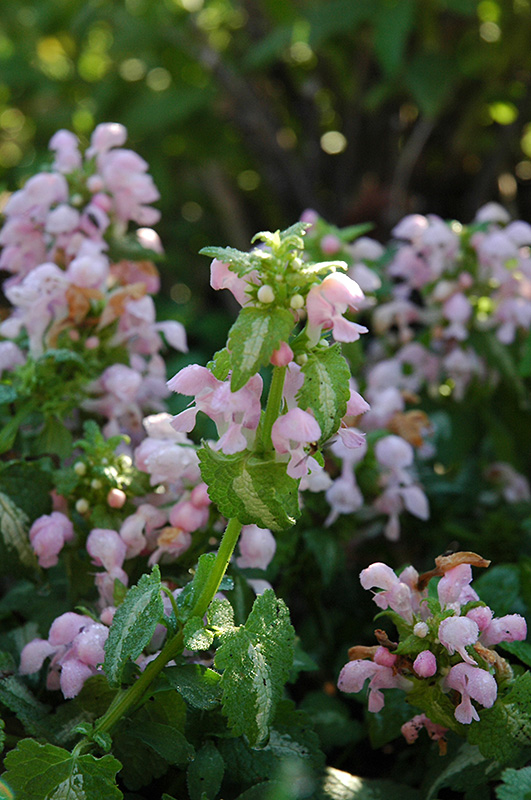 Shell Pink Spotted Dead Nettle (Lamium maculatum 'Shell Pink') at Ray Wiegand's Nursery