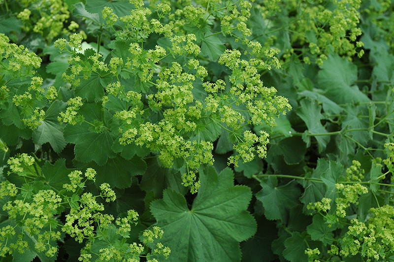 Lady's Mantle (Alchemilla mollis) at Ray Wiegand's Nursery