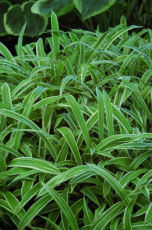Variegated Broadleaf Sedge (Carex siderosticha 'Variegata') at Ray Wiegand's Nursery