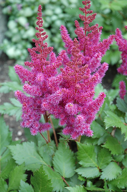 Visions Astilbe (Astilbe chinensis 'Visions') at Ray Wiegand's Nursery
