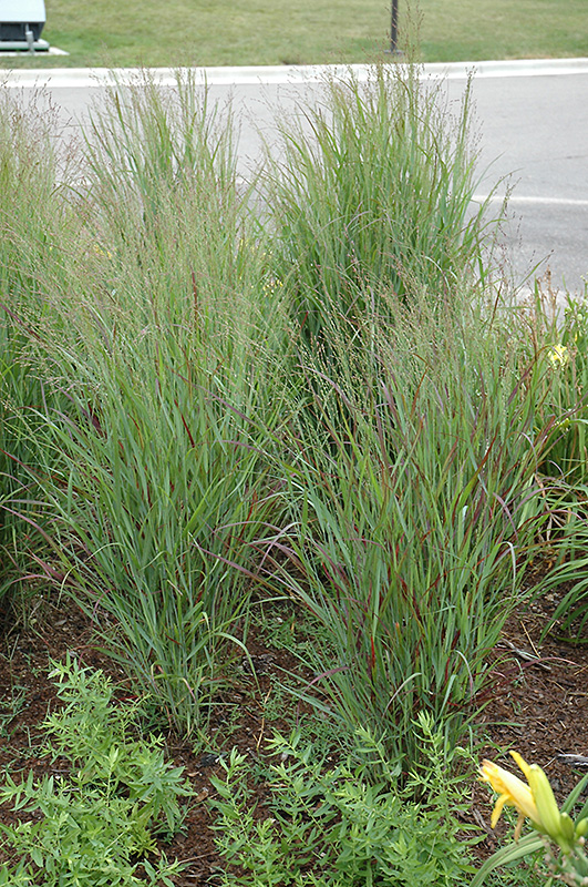 Shenandoah Reed Switch Grass (Panicum virgatum 'Shenandoah') at Ray Wiegand's Nursery