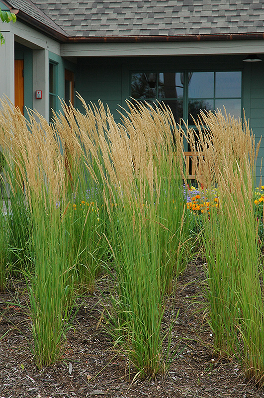 Karl Foerster Reed Grass (Calamagrostis x acutiflora 'Karl Foerster') at Ray Wiegand's Nursery