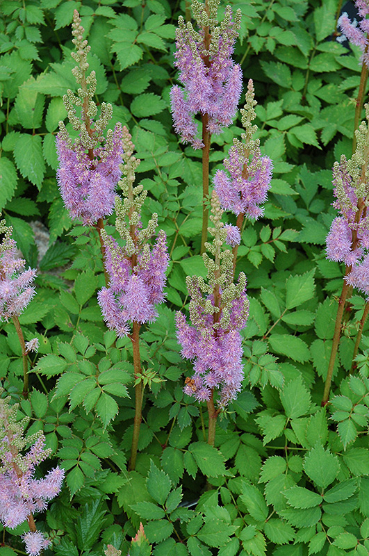 Dwarf Chinese Astilbe (Astilbe chinensis 'Pumila') at Ray Wiegand's Nursery