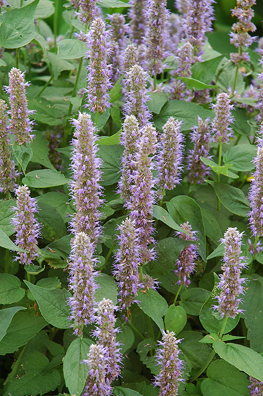 Blue Fortune Anise Hyssop (Agastache 'Blue Fortune') at Ray Wiegand's Nursery
