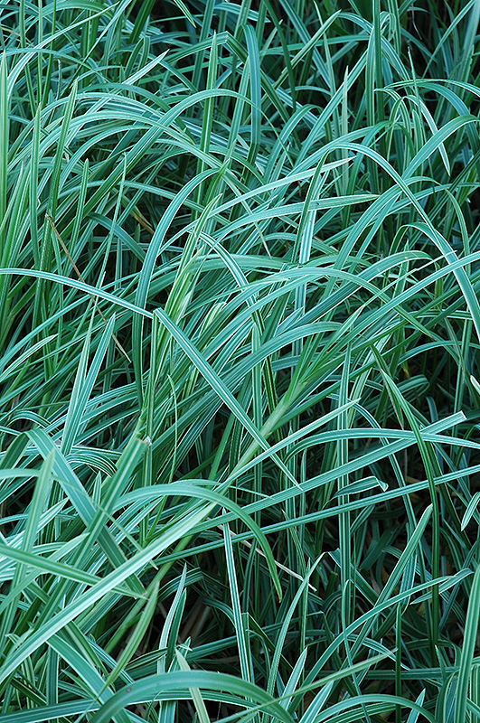 Variegated Sweet Grass (Glyceria maxima 'Variegata') at Ray Wiegand's Nursery