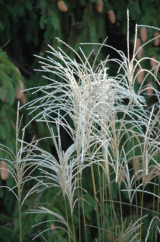 Graziella Maiden Grass (Miscanthus sinensis 'Graziella') at Ray Wiegand's Nursery