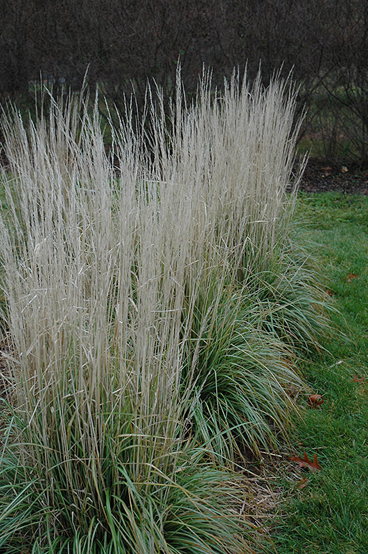 Avalanche Reed Grass (Calamagrostis x acutiflora 'Avalanche') at Ray Wiegand's Nursery