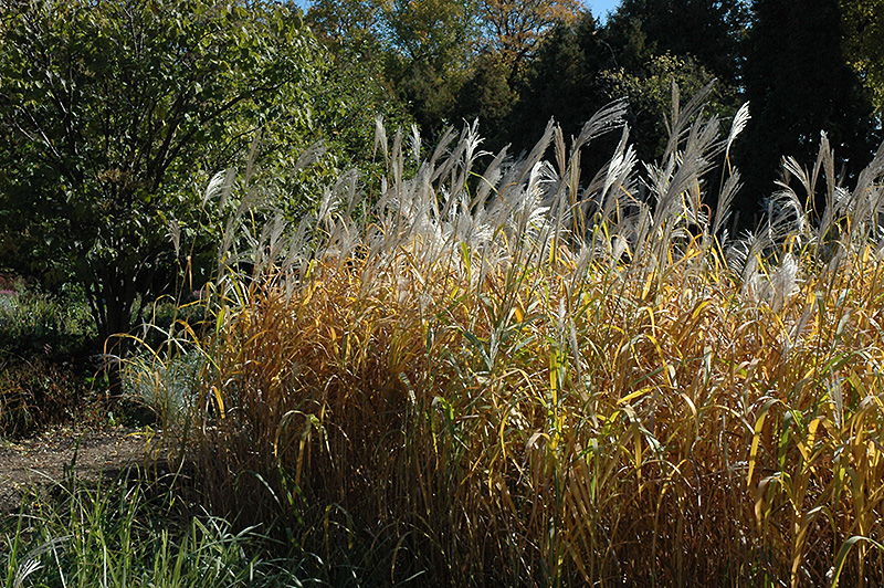 Maiden Grass (Miscanthus sinensis) at Ray Wiegand's Nursery