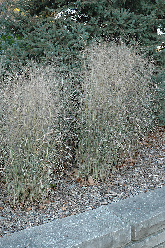 Shenandoah Reed Switch Grass (Panicum virgatum 'Shenandoah') at Ray Wiegand's Nursery