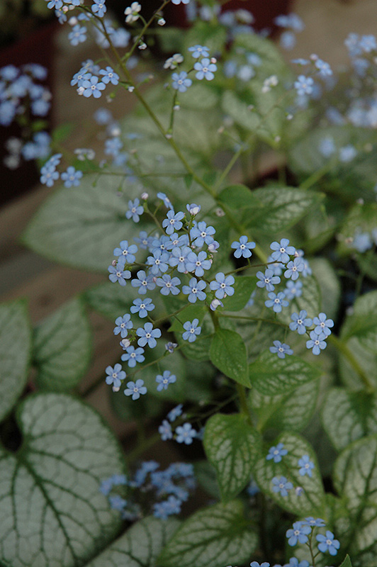 Jack Frost Bugloss (Brunnera macrophylla 'Jack Frost') at Ray Wiegand's Nursery