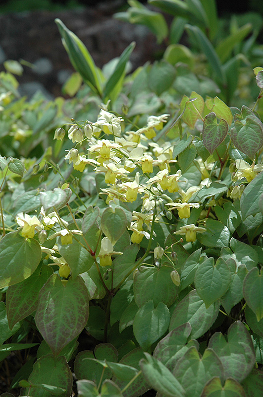 Yellow Barrenwort (Epimedium x versicolor 'Sulphureum') at Ray Wiegand's Nursery