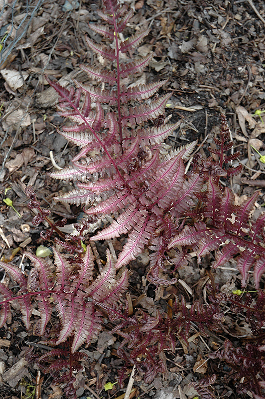 Burgundy Lace Painted Fern (Athyrium nipponicum 'Burgundy Lace') at Ray Wiegand's Nursery