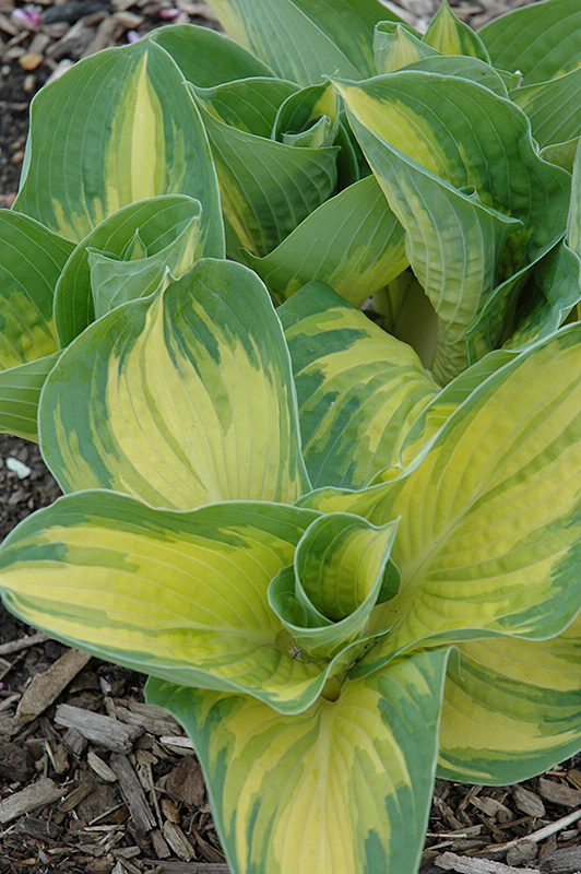 Great Expectations Hosta (Hosta 'Great Expectations') at Ray Wiegand's Nursery