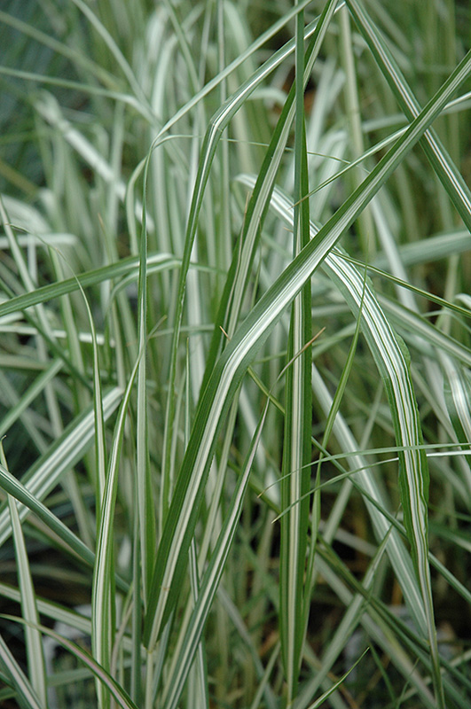 Avalanche Reed Grass (Calamagrostis x acutiflora 'Avalanche') at Ray Wiegand's Nursery