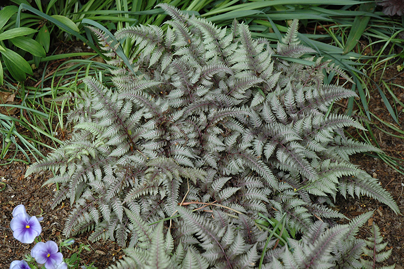 Burgundy Lace Painted Fern (Athyrium nipponicum 'Burgundy Lace') at Ray Wiegand's Nursery