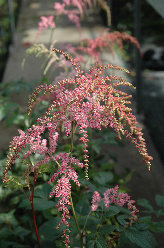 Ostrich Plume Astilbe (Astilbe x arendsii 'Ostrich Plume') at Ray Wiegand's Nursery