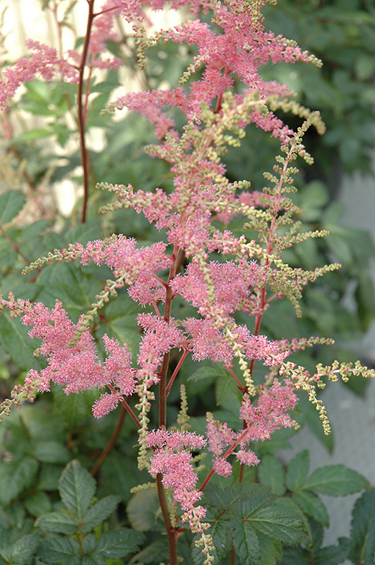 Bressingham Beauty Astilbe (Astilbe x arendsii 'Bressingham Beauty') at Ray Wiegand's Nursery