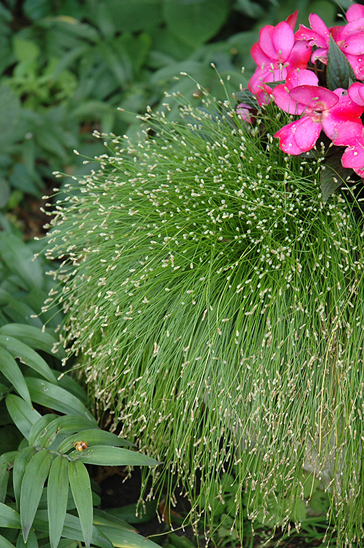 Fiber Optic Grass (Isolepis cernua) at Ray Wiegand's Nursery