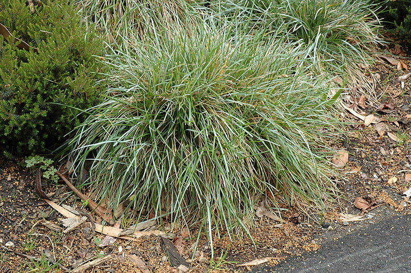 Blue Moor Grass (Sesleria caerulea) at Ray Wiegand's Nursery