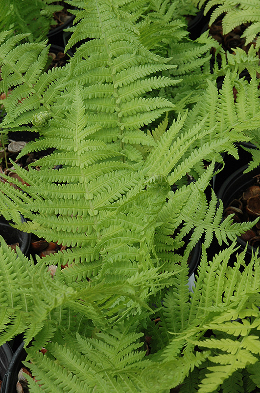 The King Ostrich Fern (Matteuccia 'The King') at Ray Wiegand's Nursery