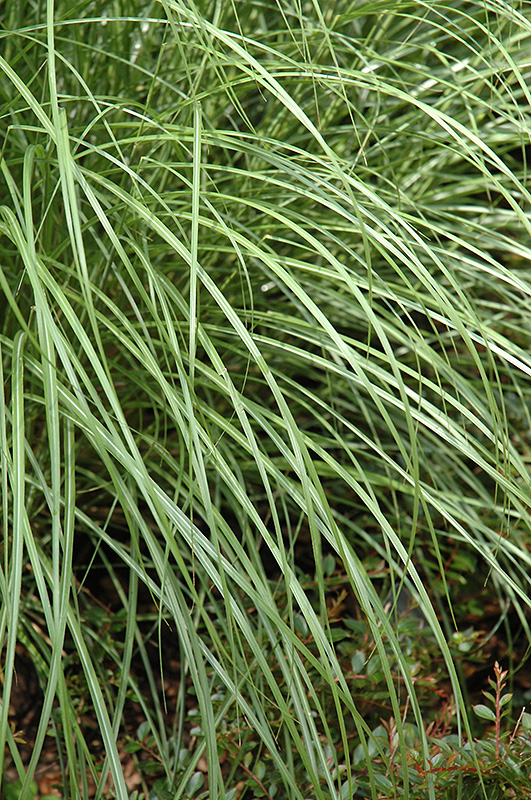 Little Kitten Dwarf Maiden Grass (Miscanthus sinensis 'Little Kitten') at Ray Wiegand's Nursery