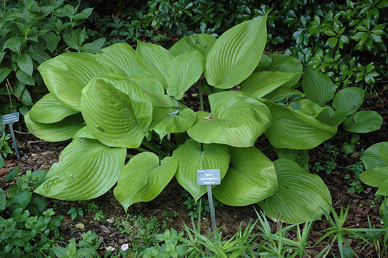 Sum and Substance Hosta (Hosta 'Sum and Substance') at Ray Wiegand's Nursery