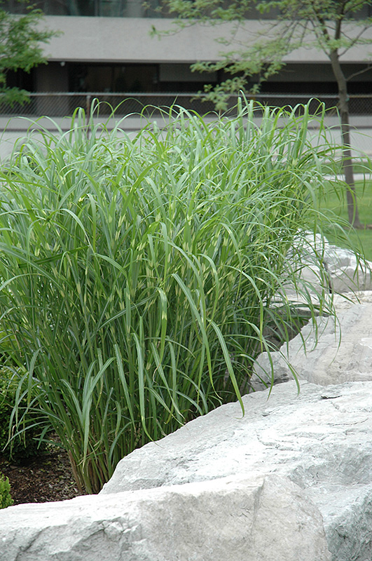 Zebra Grass (Miscanthus sinensis 'Zebrinus') at Ray Wiegand's Nursery