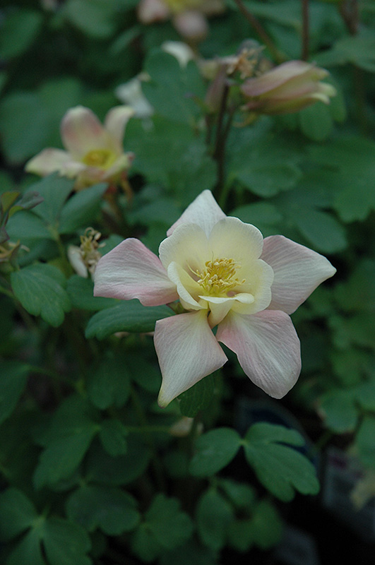 Swan Pink and Yellow Columbine (Aquilegia 'Swan Pink and Yellow') at Ray Wiegand's Nursery