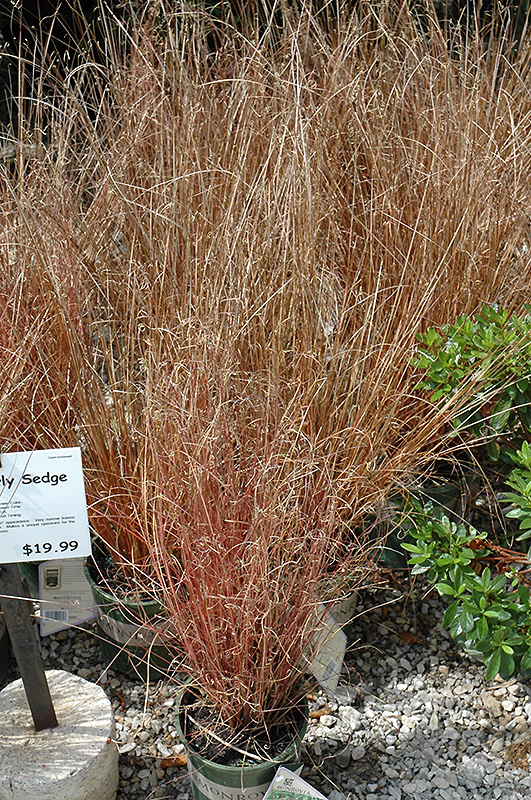 Leatherleaf Sedge (Carex buchananii) at Ray Wiegand's Nursery
