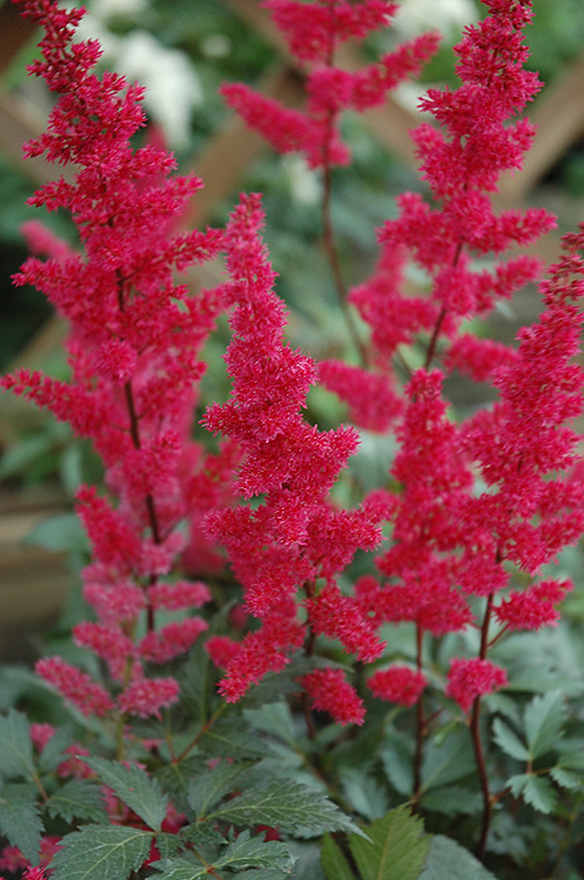 Fanal Astilbe (Astilbe x arendsii 'Fanal') at Ray Wiegand's Nursery