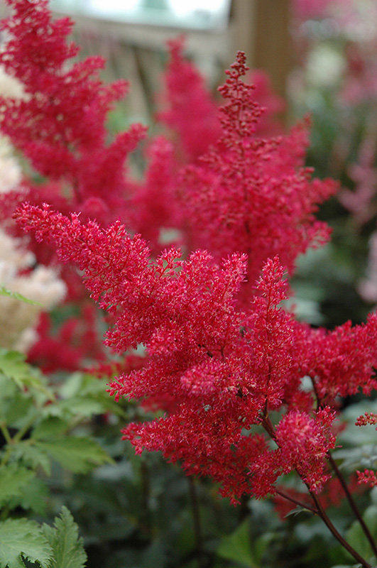 Montgomery Japanese Astilbe (Astilbe japonica 'Montgomery') at Ray Wiegand's Nursery
