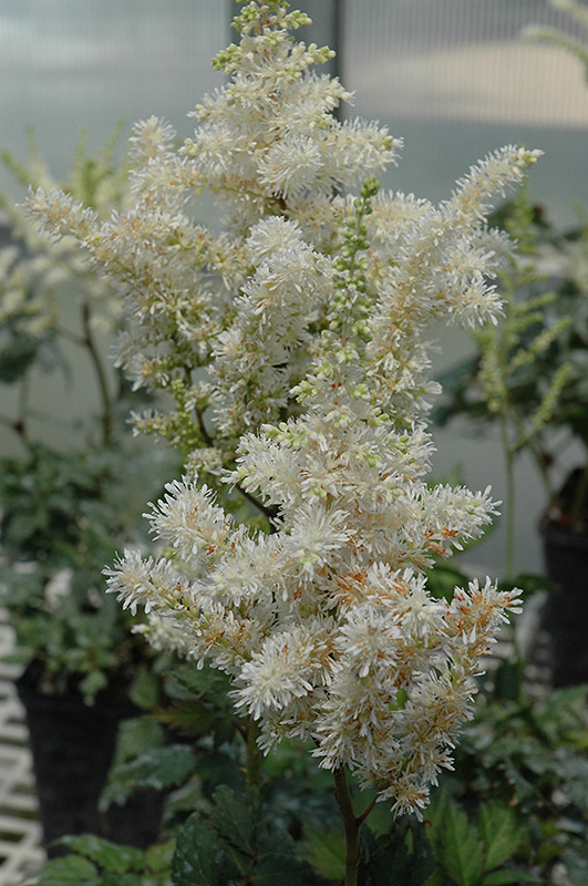 Visions In White Astilbe (Astilbe 'Visions In White') at Ray Wiegand's Nursery