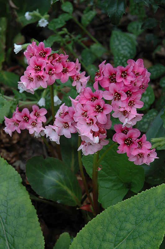 Pink Dragonfly Bergenia (Bergenia 'Pink Dragonfly') at Ray Wiegand's Nursery