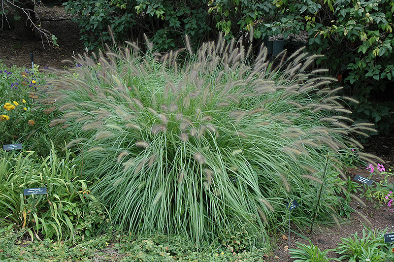 Fountain Grass (Pennisetum alopecuroides) at Ray Wiegand's Nursery