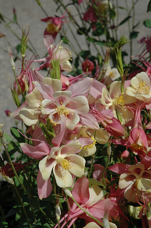 Swan Pink and Yellow Columbine (Aquilegia 'Swan Pink and Yellow') at Ray Wiegand's Nursery