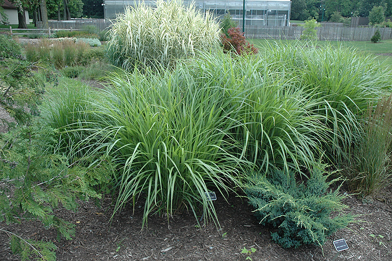 Silberfeder Maiden Grass (Miscanthus sinensis 'Silberfeder') at Ray Wiegand's Nursery
