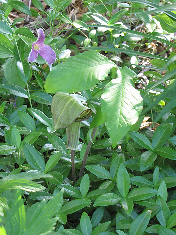 Hybrid Jack-In-The-Pulpit (Arisaema x triphyllum) at Ray Wiegand's Nursery