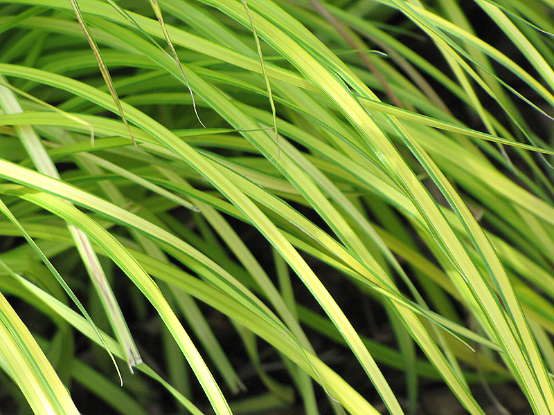 Bowles' Golden Sedge (Carex elata 'Bowles Golden') at Ray Wiegand's Nursery