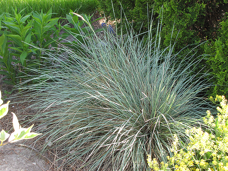 Sapphire Blue Oat Grass (Helictotrichon sempervirens 'Sapphire') at Ray Wiegand's Nursery
