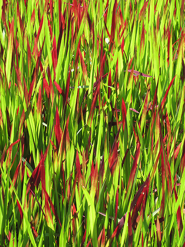Red Baron Japanese Blood Grass (Imperata cylindrica 'Red Baron') at Ray Wiegand's Nursery