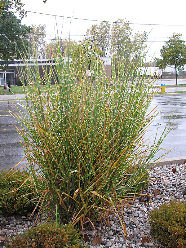 Porcupine Grass (Miscanthus sinensis 'Strictus') at Ray Wiegand's Nursery