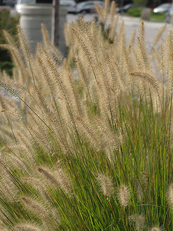 Hameln Dwarf Fountain Grass (Pennisetum alopecuroides 'Hameln') at Ray Wiegand's Nursery