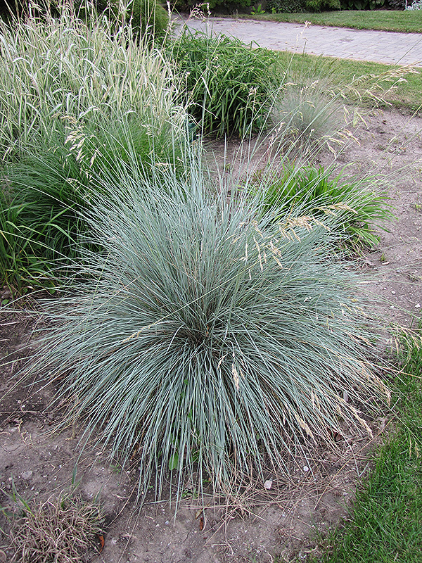 Blue Oat Grass (Helictotrichon sempervirens) at Ray Wiegand's Nursery