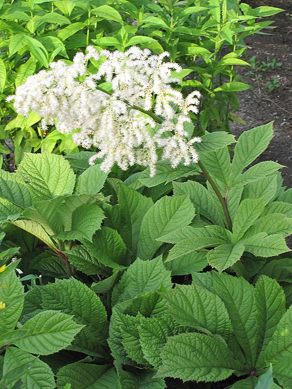 Chestnut Rodgersia (Rodgersia aesculifolia) at Ray Wiegand's Nursery